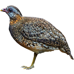 Green-legged Hill Partridge